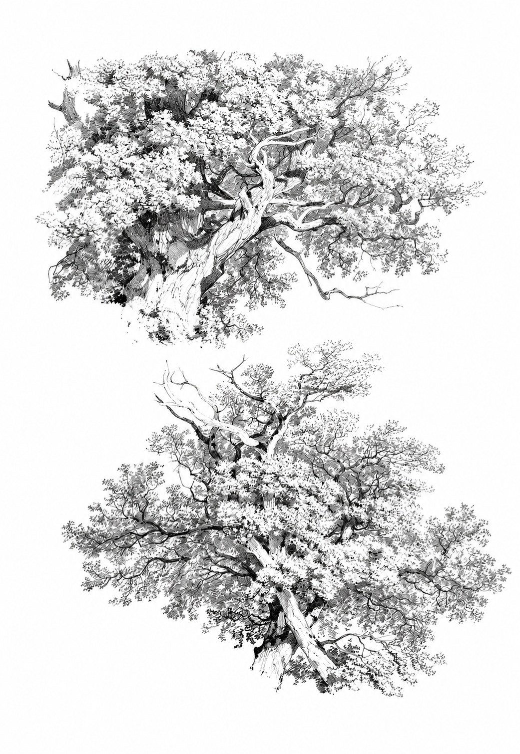 Historic tree drawing study plate